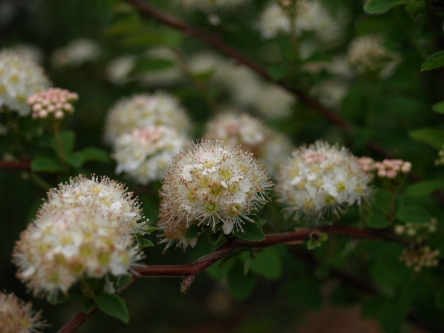 Spiraea, ou Spirée - Page 3 987698P4239907