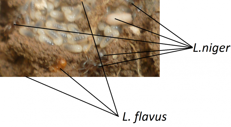 fourmis esclavagiste  99030591l