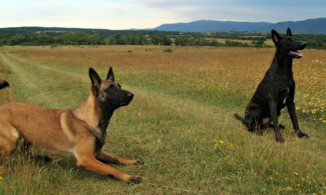 Un trio de malinois !  - Page 13 990555kl016