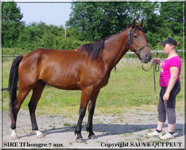 [PLACE MAEVA] SIR  Un cheval à fleur de peau ! - Page 2 9910392215