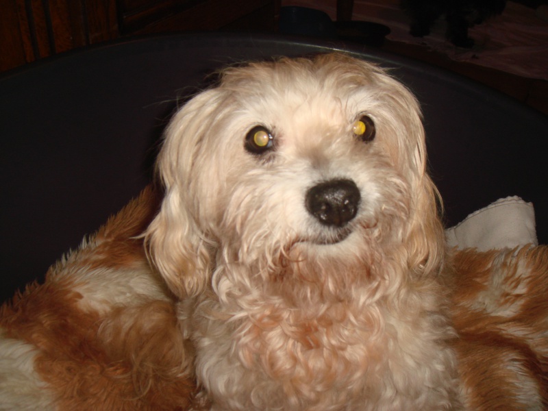 MILAINE F BICHON  12 ANS SPA GIEN (45) ADOPTEE PAR DAYSIE  - Page 2 992348DSC07434