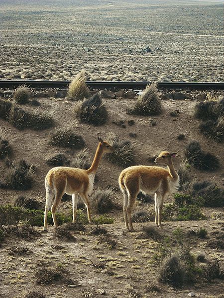 Animaux - Espèces menacées -La panthère nébuleuse +Le Kagou huppé+ autres 992949450pxArequipaCanyondeColca199Copievigogne