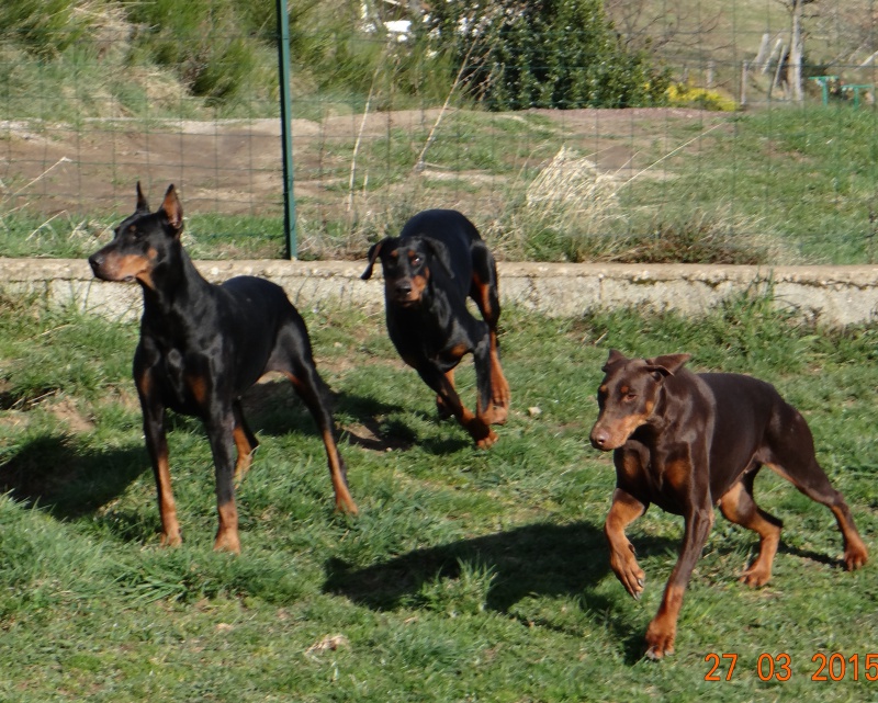 mes Dobermanns - Page 4 993004DSC02996