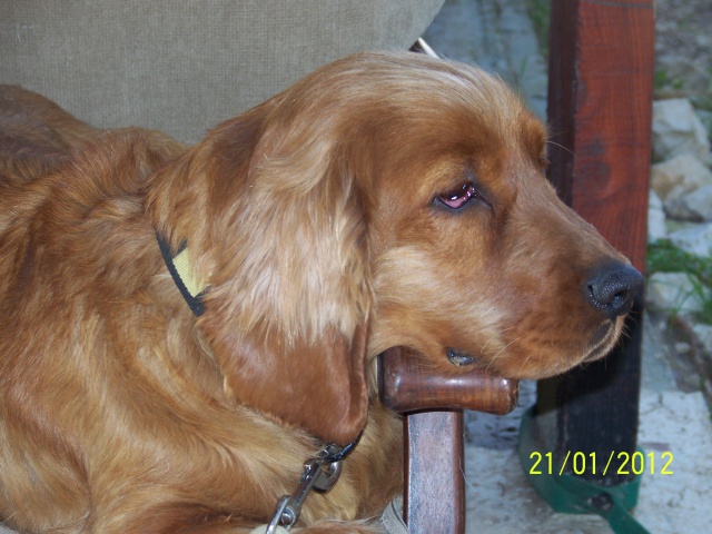 Urgent besoin d'une fa pour NALA - cocker 6 ans - Refuge au bonheur des 4 pattes à Nimes (30) 993393JANVIER2012082