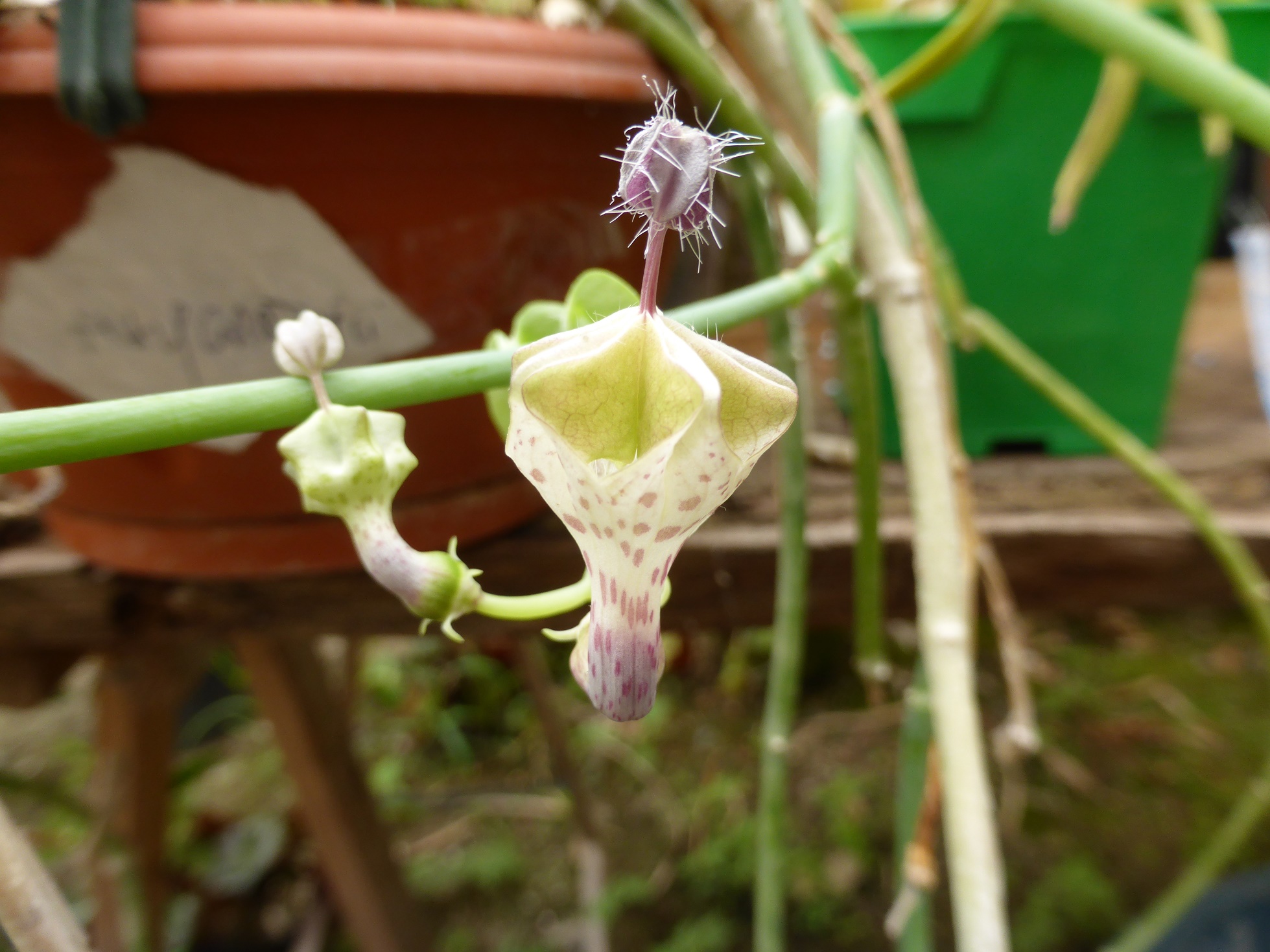 Ceropegia haygarthii 993741P1020445