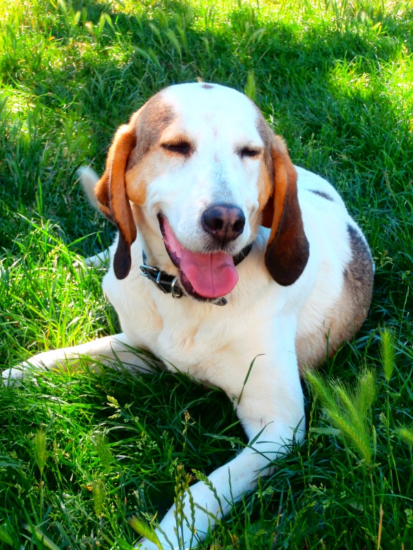 CAPUCINE - x anglo 5 ans - Sos Animaux à Le Broc (63) 994399P6242849