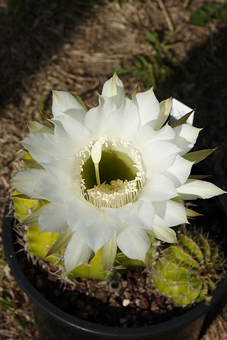 S'il fallait choisir une seul floraison parmis mes cactus 995563IMG5963