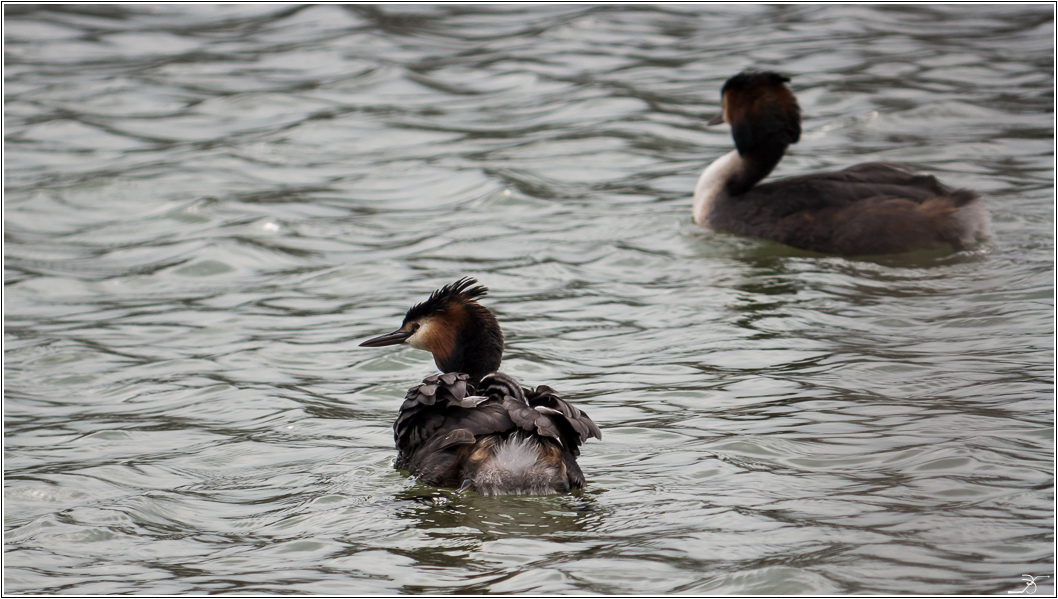 PODT Lumix du 8 avril 2016 995930LR6P1450451