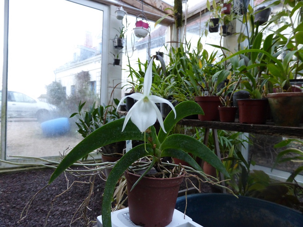 Angraecum leonis  996548P1070441