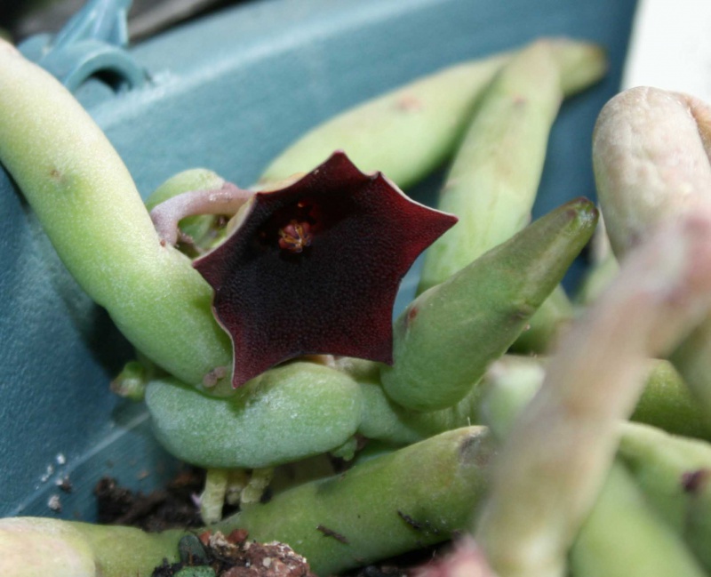 Huernia pendula 996842huerniapendula