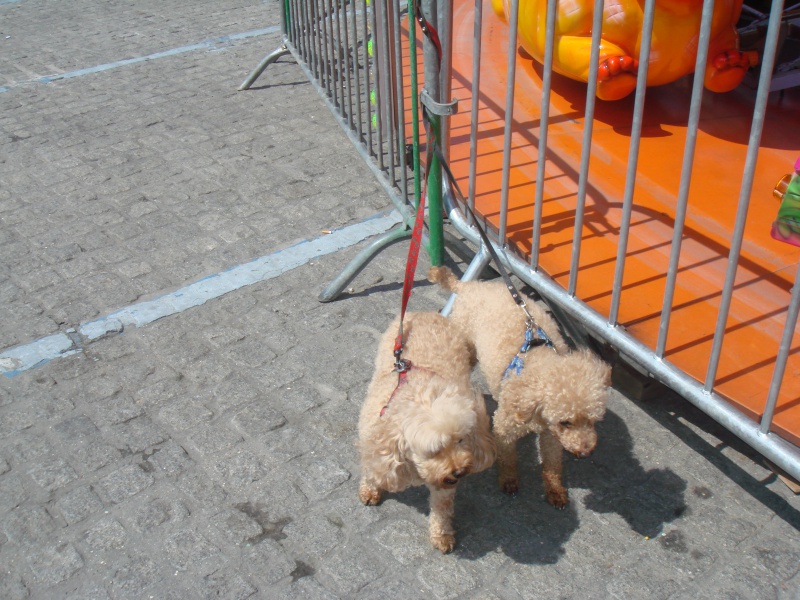 JISOU Caniche abricot 14 ans adopt et trs heureux... - Page 6 997039DSC03333