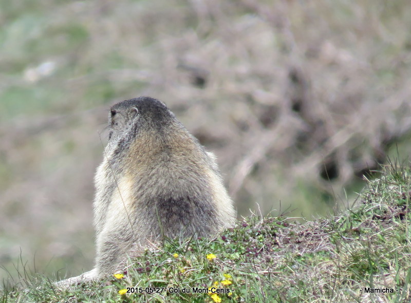 Animaux .... d'ailleurs ! 998123GazoretourAix1723001