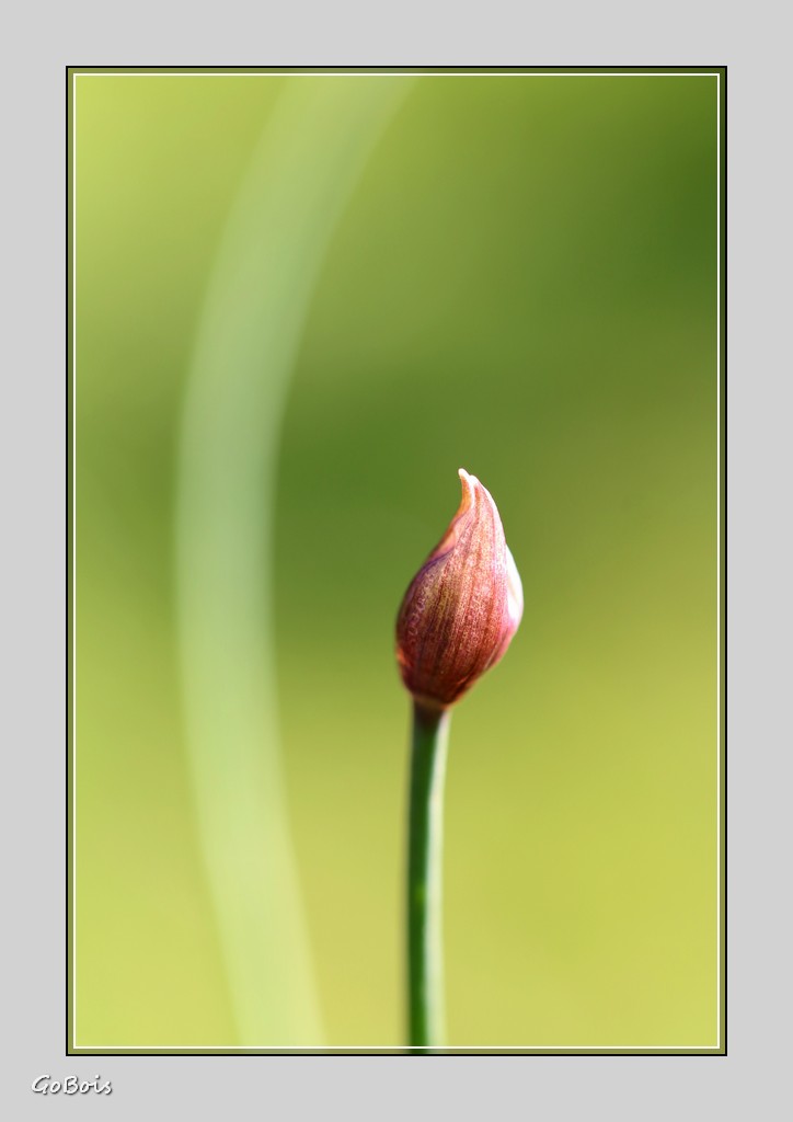 Arum en gros plan + fleur de ciboulette 998259IMG5007