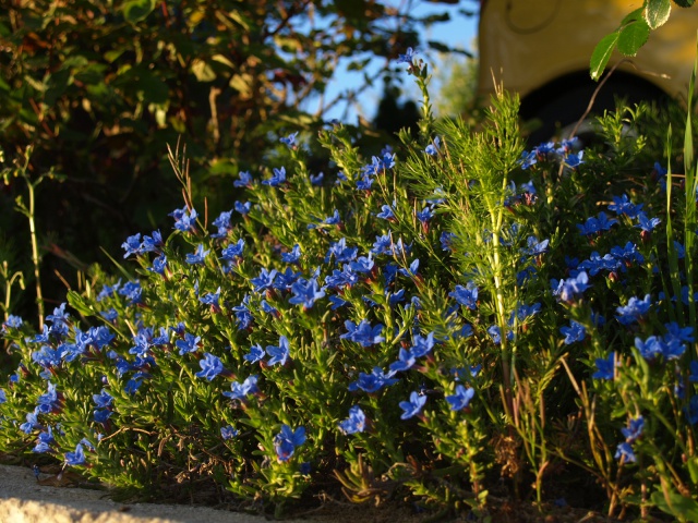 Lithodora diffusa 998690P4123567