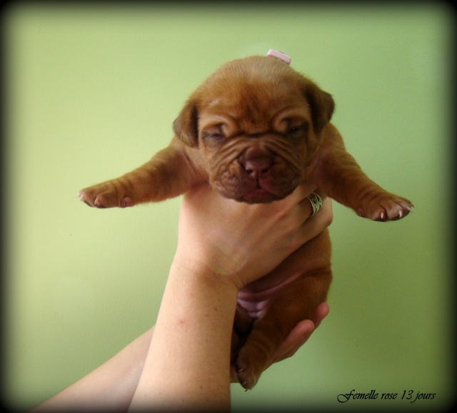 Chili Des Pas de Tacite X Honey bear De l'Aube Rouge (Dogue de Bordeaux) 999620DSC03308