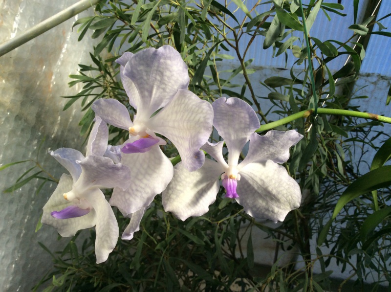 Vanda coerulea f. rogersii 999917IMG0094