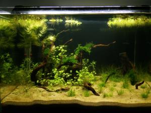 90L Boraras Urophtalmoïdes & Tiger Tangerine Mini_127582IMG20150917120412