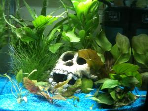 Aide  au placement des plantes pour nouvel aquarium Mini_136194IMG1860