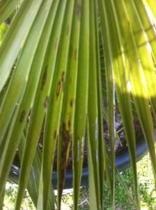 CHAMAEROPS HUMILIS malade Mini_138357811