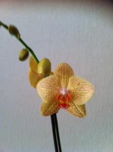  mon jardin d'orchidées ...avec exemple de plante en stress (avant et après )	 - Page 2 Mini_138837orchide2JPG
