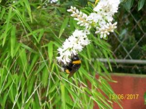 BOMBUS TERRESTRIS ? Mini_144089BOMBUSTERRESTRIS