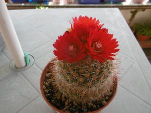 sos-cactus - Portail Mini_16057101Parodiasanguiniflora