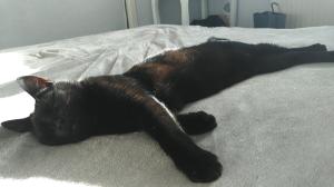 Néji, chaton noir, né le 30/05/17 Mini_194784P20180105150221vHDROn1