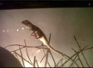 Identification d'un lézard Mini_196017Capturede769cran20150804a768002858