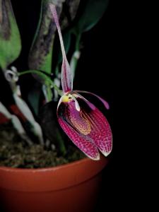 Restrepia sanguinea '0853' Mini_214467IMG20160409195835r