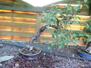 Prunus mahaleb No 2 Mini_267078DSC00567