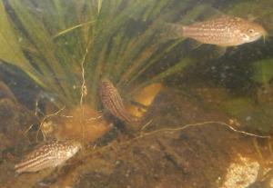 Help Corydoras Pygmaeus qui meurent Mini_2695278737