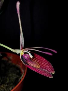 Restrepia sanguinea '0853' Mini_285786IMG20160409195735r