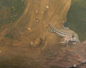 Présentation 240l Mini_287097CorydorasTrilineatus0025