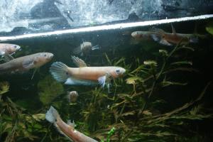 [vends/échange] divers grenouilles-phasmes-poissons Mini_310676DSC02889