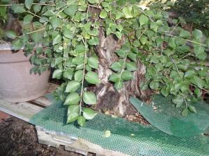 Prunus mahaleb No 2 Mini_316434DSC00562
