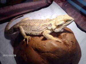 Mon pogona Bahamut ne mange plus :( Mini_329280IMAG0865