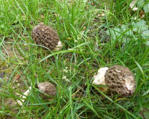 Morilles ou pas morilles ? Mini_348561P1010061