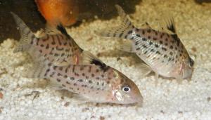 Corydoras Mini_401193109