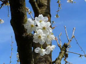 quelques plantouilles au jardin, en ce moment ! Mini_412648Cerisier