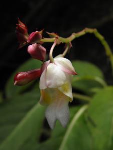 Quelques fleurs d'Impatiens Mini_419960P1282035