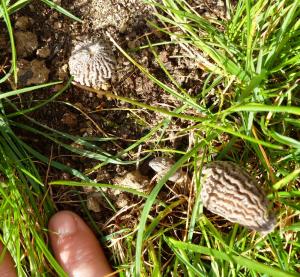 Morilles ou pas morilles ? Mini_421176P1010059