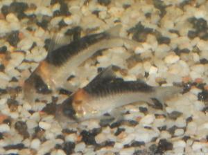 27 - Ménagerie, plus de 3.000L d'aquariums Mini_430323CorydorasAdolfoi0007