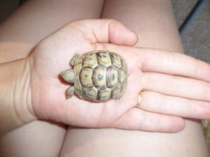 Identification bébé tortue Mini_454137SAM5328
