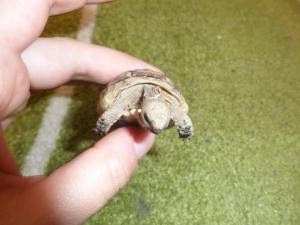 Identification bébé tortue Mini_456880SAM5347