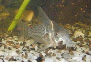 27 - Ménagerie, plus de 3.000L d'aquariums Mini_503965CorydorasSchwartzi0004