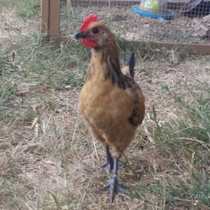 Jeune coq bassette caille doré Mini_54391020150719212701568