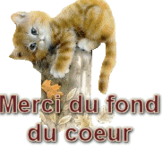 MERCI D'AIDER L'ASSOCIATION CHALONN POUR SOIGNER IANOU CHAT MARTYR Mini_544430mercichaton