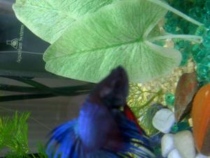 Betta avec "taches" sur la tete - perte d'écaille ? Mini_554662PhotoE9