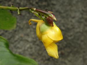 Quelques fleurs d'Impatiens Mini_591228PC101790