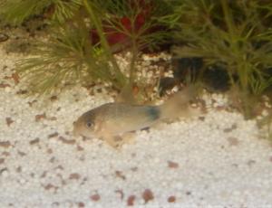 27 - Ménagerie, plus de 3.000L d'aquariums Mini_601531CorydorasSimilis0019